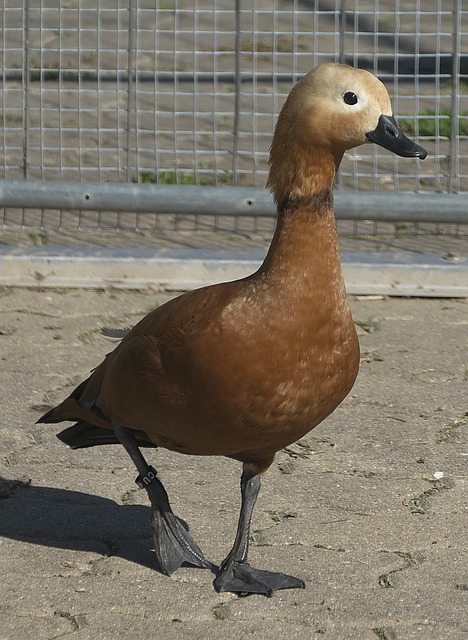 以攻代守