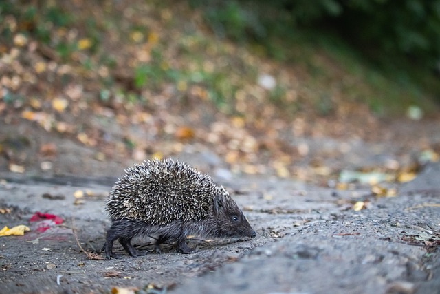 大的压力 大的压力